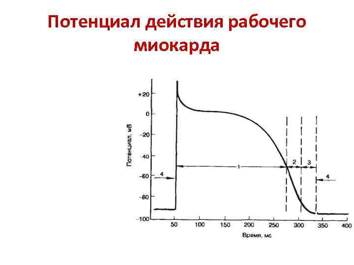 Потенциал действия рабочего миокарда 