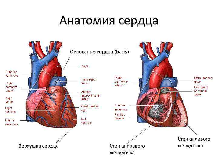 Анатомия сердца Основание сердца (basis) Верхушка сердца Стенка правого желудочка Стенка левого желудочка 