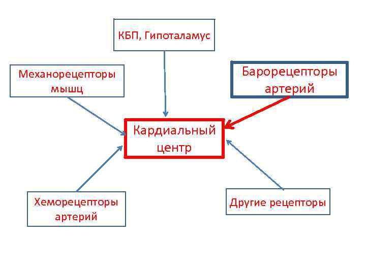 КБП, Гипоталамус Барорецепторы артерий Механорецепторы мышц Кардиальный центр Хеморецепторы артерий Другие рецепторы 