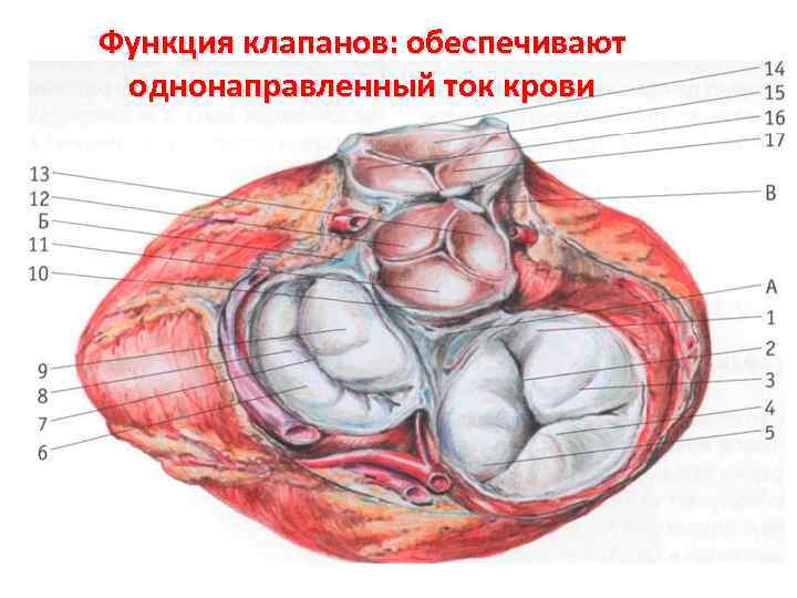 Корни аорты фиброзны