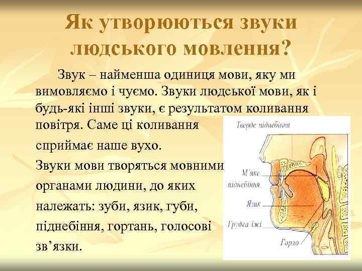 Як утворюються звуки людського мовлення? Звук – найменша одиниця мови, яку ми вимовляємо і