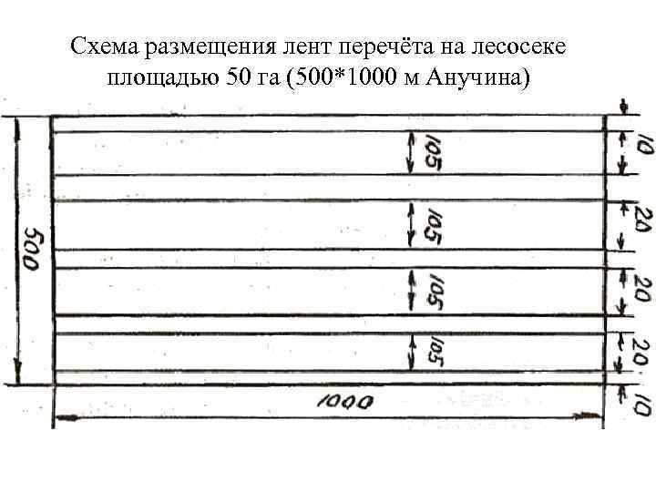 Схема размещения лент перечёта на лесосеке площадью 50 га (500*1000 м Анучина) 