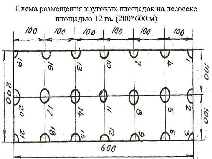 Схема размещения круговых площадок на лесосеке площадью 12 га. (200*600 м) 