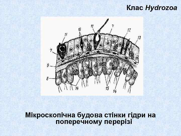 Клас Hydrozoa Мікроскопічна будова стінки гідри на поперечному перерізі 