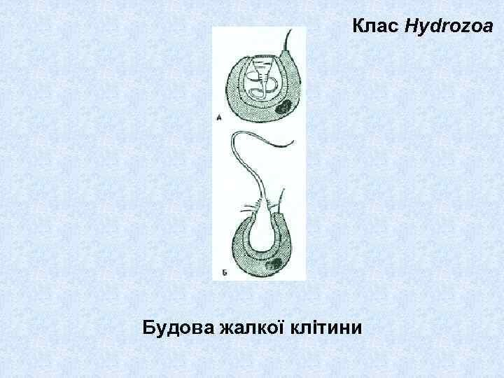 Клас Hydrozoa Будова жалкої клітини 