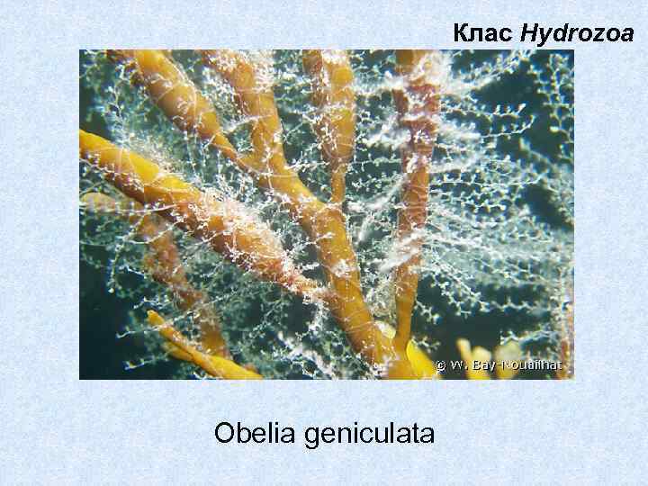Клас Hydrozoa Obelia geniculata 