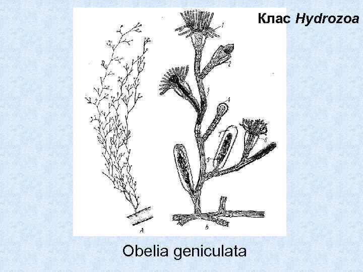 Клас Hydrozoa Obelia geniculata 