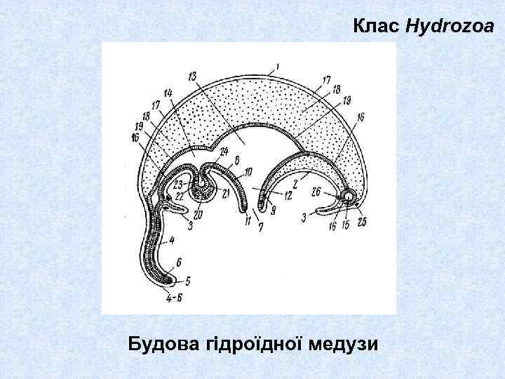 Клас Hydrozoa Будова гідроїдної медузи 