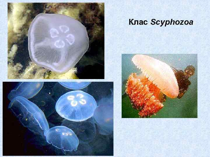 Клас Scyphozoa 