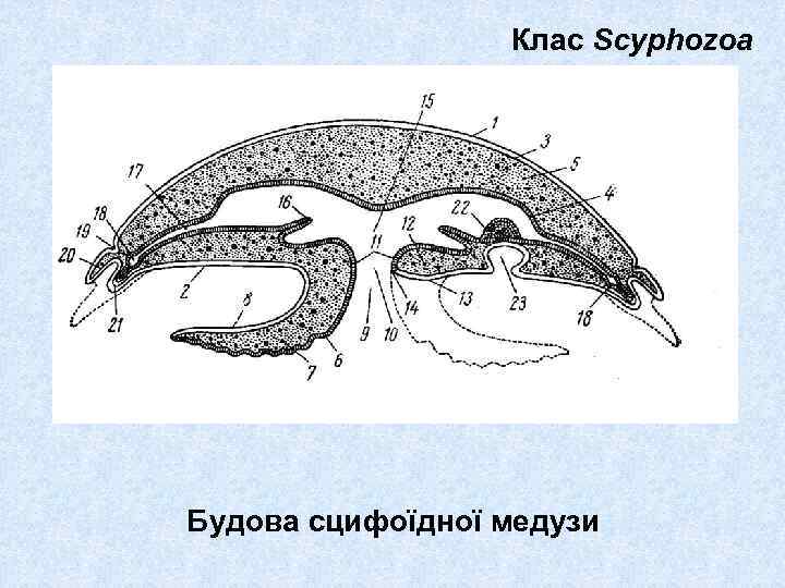 Клас Scyphozoa Будова сцифоїдної медузи 
