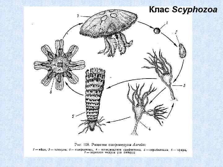 Клас Scyphozoa 