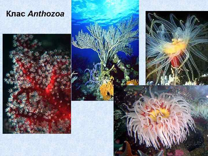 Клас Anthozoa 