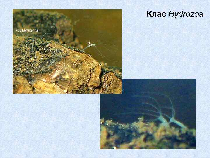 Клас Hydrozoa 