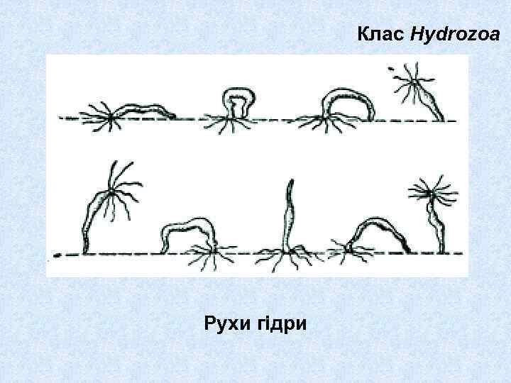 Клас Hydrozoa Рухи гідри 