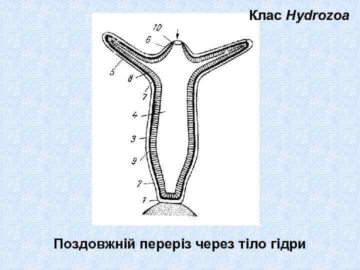 Клас Hydrozoa Поздовжній переріз через тіло гідри 