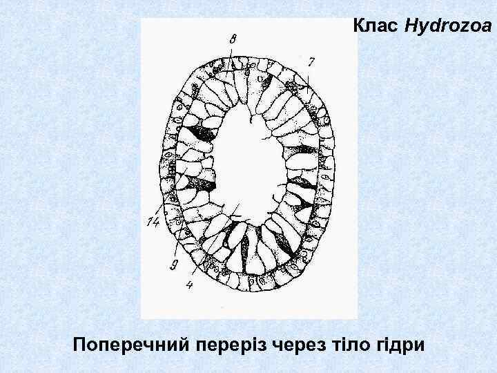 Клас Hydrozoa Поперечний переріз через тіло гідри 