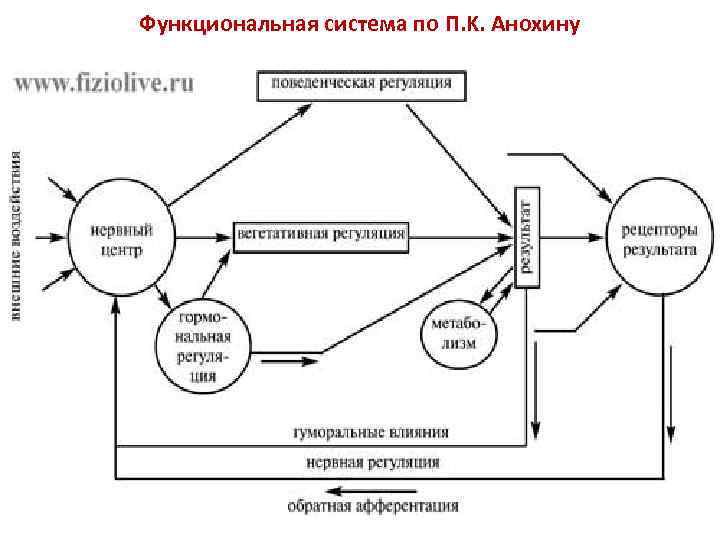 Схема анохина функциональной системы