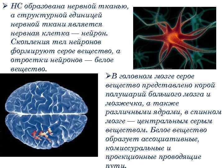 Ø НС образована нервной тканью, а структурной единицей нервной ткани является нервная клетка —