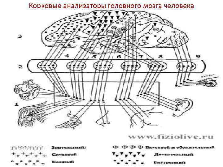 Корковые анализаторы головного мозга человека 