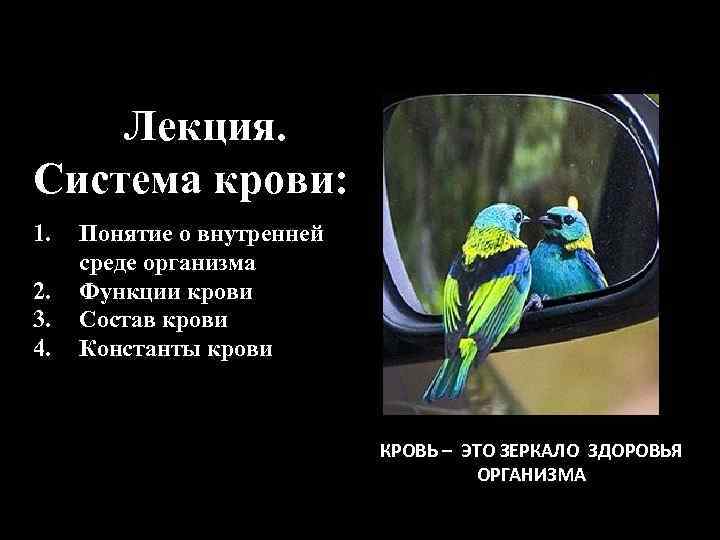 Лекция. Система крови: 1. 2. 3. 4. Понятие о внутренней среде организма Функции крови