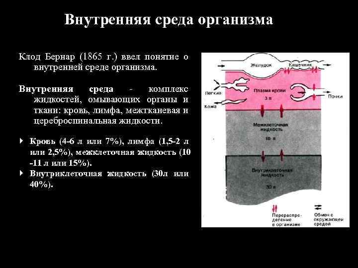 Внутренняя среда организма Клод Бернар (1865 г. ) ввел понятие о внутренней среде организма.