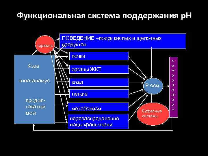 Функциональная система поддержания р. Н гормоны ПОВЕДЕНИЕ –поиск кислых и щелочных продуктов почки Кора