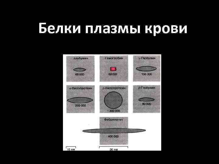 Белки плазмы крови 