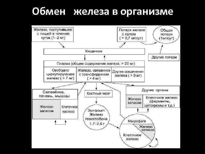 Обмен железа в организме 