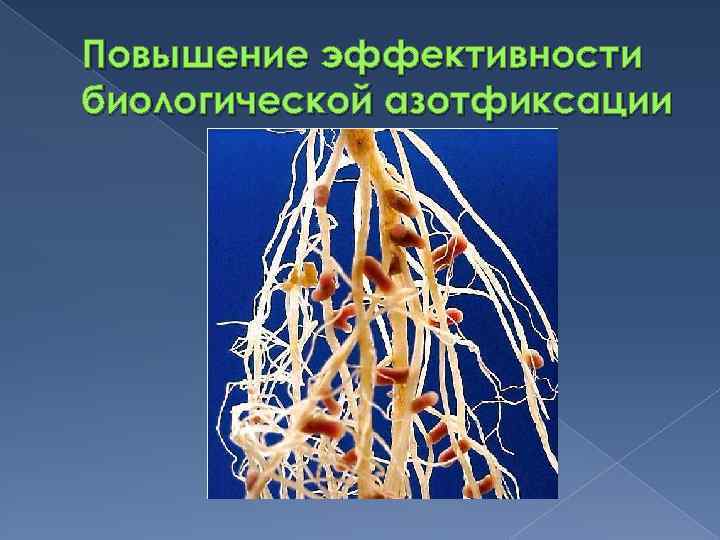 Повышение эффективности биологической азотфиксации 