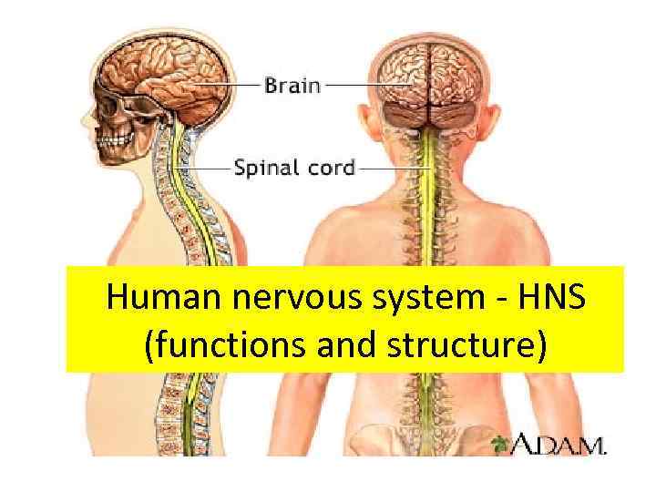 Human nervous system — HNS functions and structure