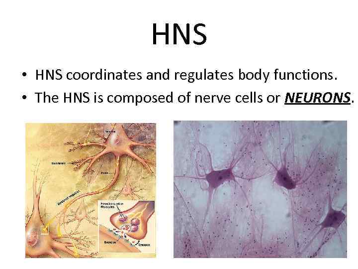 HNS • HNS coordinates and regulates body functions. • The HNS is composed of