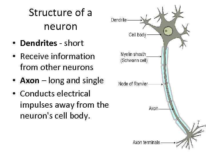 Structure of a neuron • Dendrites - short • Receive information from other neurons