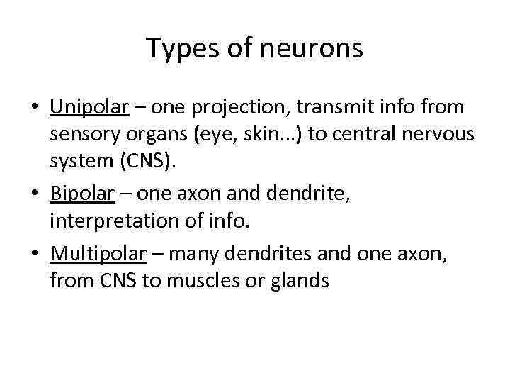 Types of neurons • Unipolar – one projection, transmit info from sensory organs (eye,