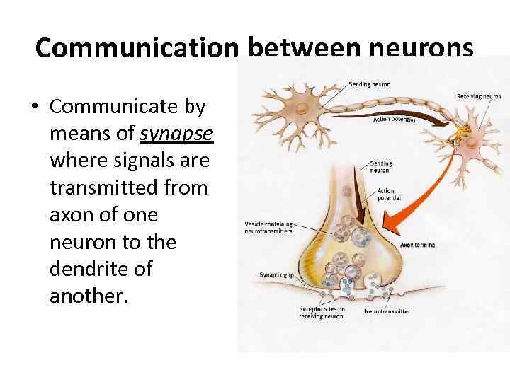 Communication between neurons • Communicate by means of synapse where signals are transmitted from