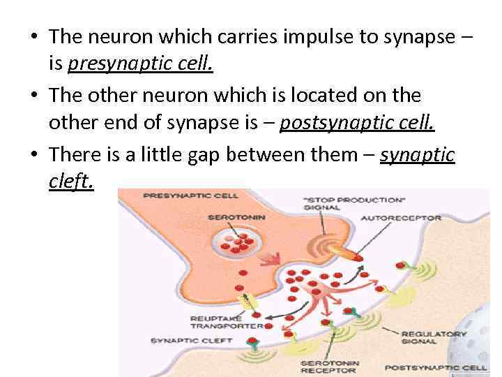  • The neuron which carries impulse to synapse – is presynaptic cell. •