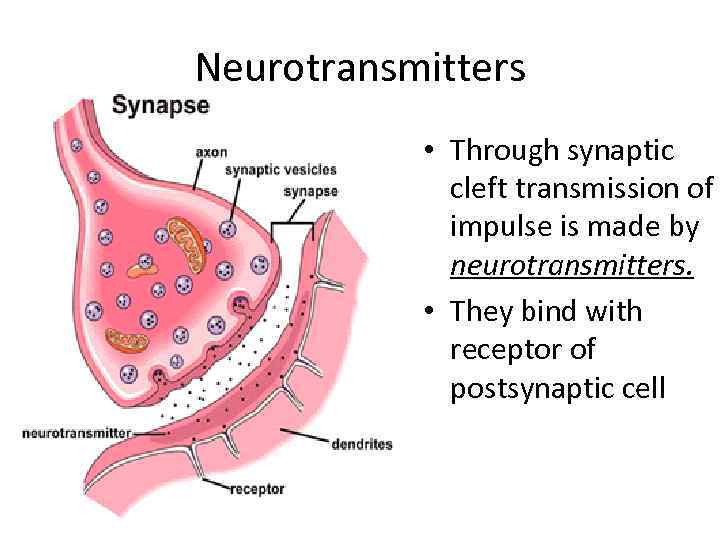 Neurotransmitters • Through synaptic cleft transmission of impulse is made by neurotransmitters. • They