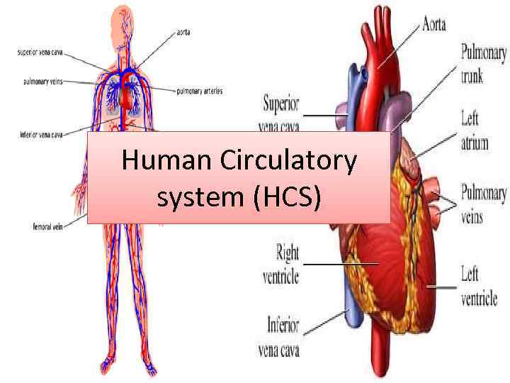Human Circulatory system (HCS) 