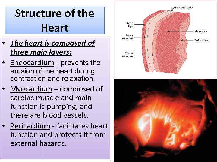 Structure of the Heart • The heart is composed of three main layers: •