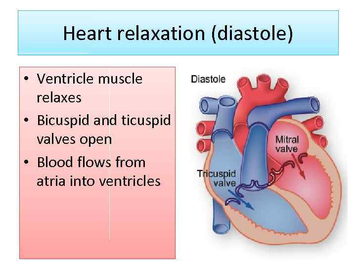 Heart relaxation (diastole) • Ventricle muscle relaxes • Bicuspid and ticuspid valves open •
