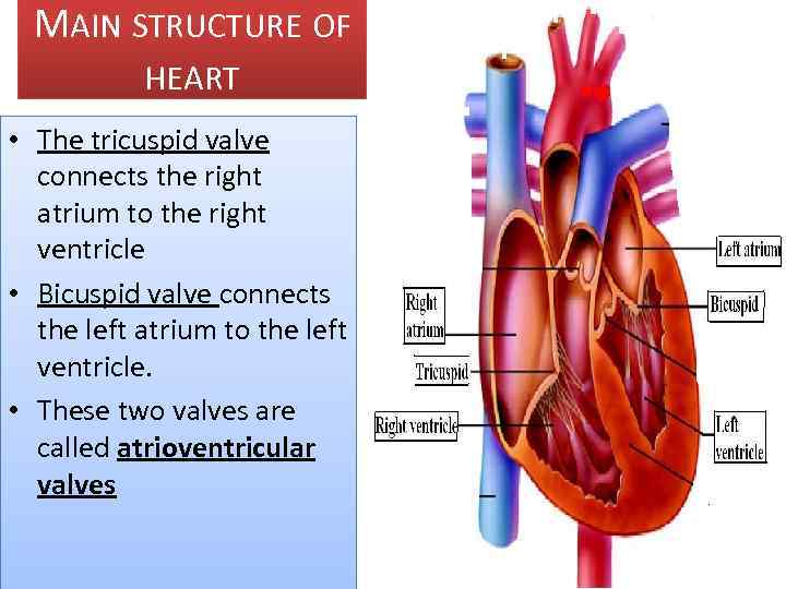 MAIN STRUCTURE OF HEART • The tricuspid valve connects the right atrium to the
