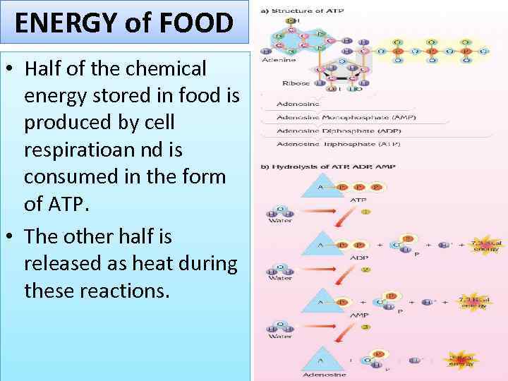 ENERGY of FOOD • Half of the chemical energy stored in food is produced