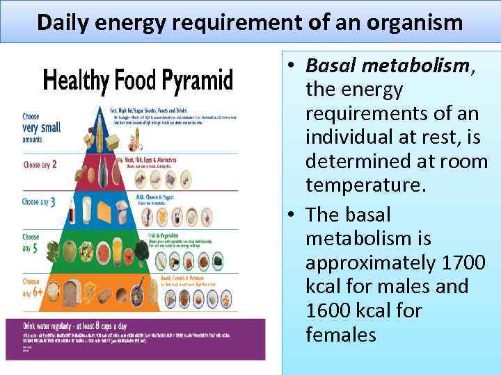 Daily energy requirement of an organism • Basal metabolism, the energy requirements of an