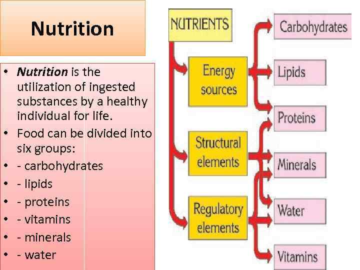 Nutrition • Nutrition is the utilization of ingested substances by a healthy individual for