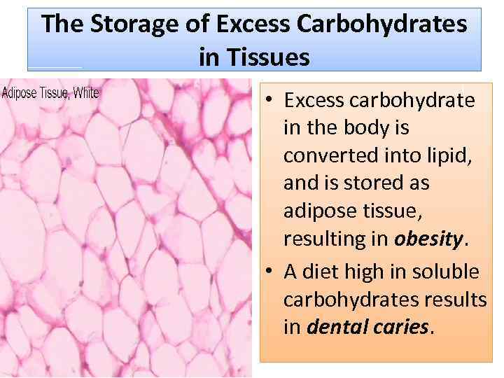 The Storage of Excess Carbohydrates in Tissues • Excess carbohydrate in the body is