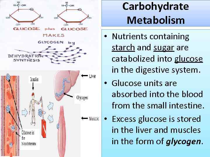 Carbohydrate Metabolism • Nutrients containing starch and sugar are catabolized into glucose in the