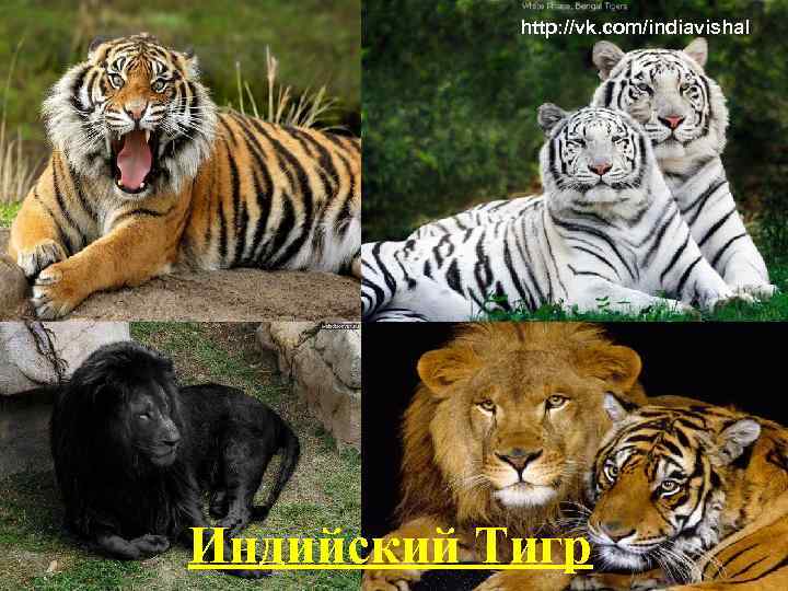 http: //vk. com/indiavishal Индийский Тигр 