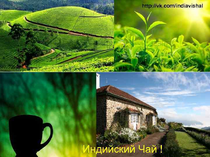http: //vk. com/indiavishal Индийский Чай ! 
