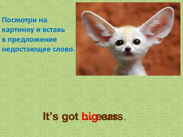 Посмотри на картинку и вставь в предложение недостающее слово. It’s got bigears. … ears.