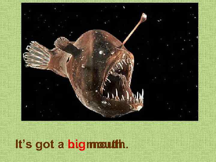 It’s got a …. mouth. big mouth. 