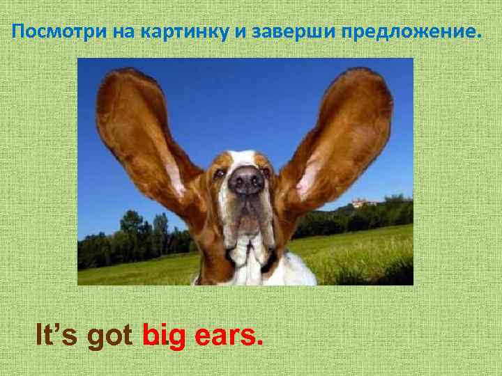 Посмотри на картинку и заверши предложение. It’s got …. ears. big 